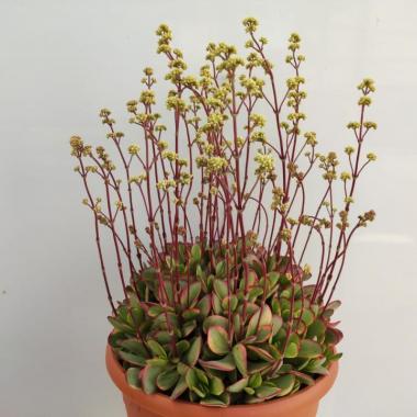 Crassula platyphylla burgundy variegata
